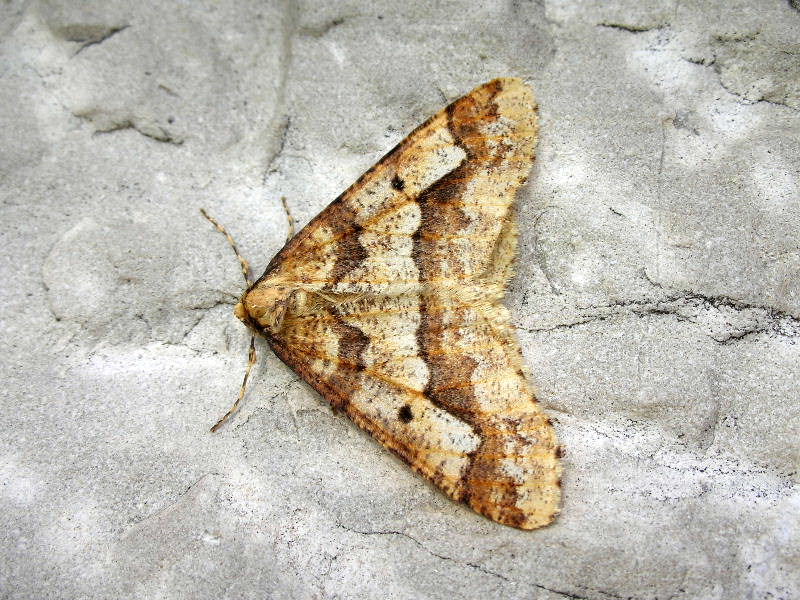 da identificare - Erannis defoliaria